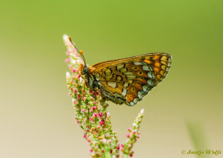 641.921- Moerasparelmoervlinder - Euphydryas aurinia