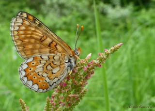 641.923- Moerasparelmoervlinder - Euphydryas aurinia