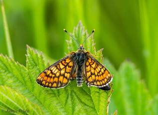 641.930- Moerasparelmoervlinder - Euphydryas aurinia