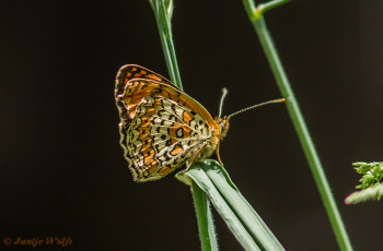 662.320- Centaurieparelmoervlinder - Melitaea arduinna