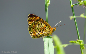 662.321- Centaurieparelmoervlinder - Melitaea arduinna