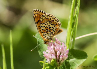 662.324- Centaurieparelmoervlinder - Melitaea arduinna