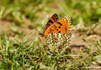 662.325- Centaurieparelmoervlinder - Melitaea arduinna