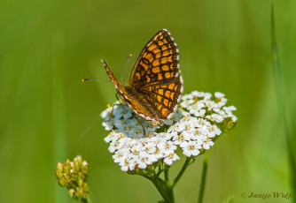 662.730- Bosparelmoervlinder - Melitaea athalia