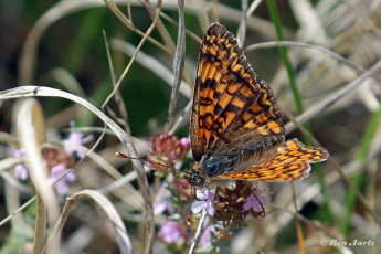 662.732-Bosparelmoervlinder-Melitaea-athalia