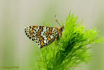 663.920- Veldparelmoervlinder - Melitaea cinxia