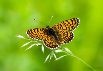 663.930- Veldparelmoervlinder - Melitaea cinxia