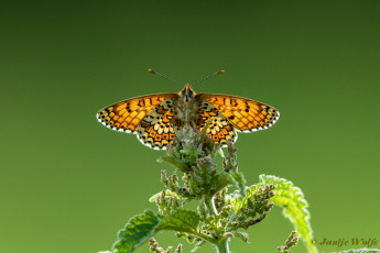 663.931- Veldparelmoervlinder - Melitaea cinxia