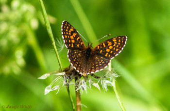 664.326- Woudparelmoervlinder - Melitaea diamina