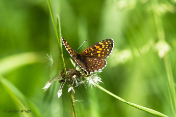 664.327-Woudparelmoervlinder-Melitaea-diamina