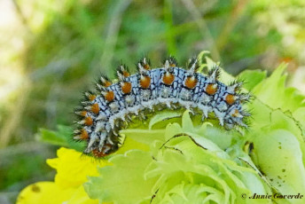 664.710- Tweekleurige parelmoervlinder - Melitaea didyma