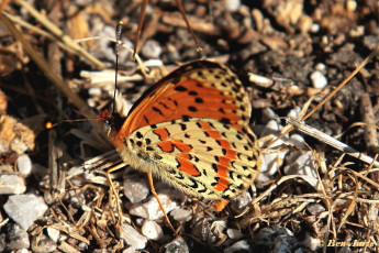 664.720-Tweekleurige parelmoervlinder - Melitaea didyma