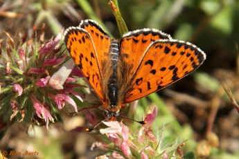 664.726-Tweekleurige parelmoervlinder - Melitaea didyma