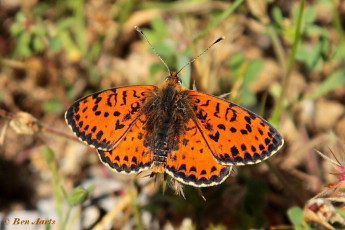 664.727-Tweekleurige parelmoervlinder - Melitaea didyma