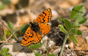 664.728-Tweekleurige-parelmoervlinder-Melitaea-didyma