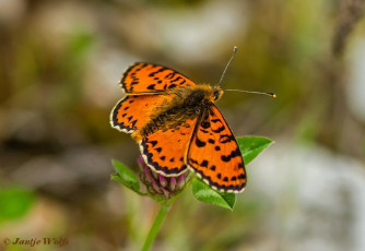 664.729-Tweekleurige parelmoervlinder - Melitaea didyma