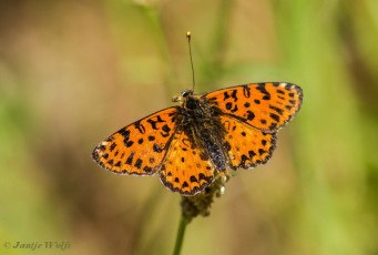 664.733-Tweekleurige parelmoervlinder - Melitaea didyma