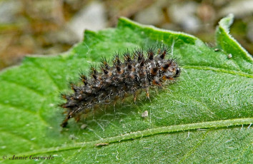 665.510- Knoopkruidparelmoervlinder - Melitaea phoebe