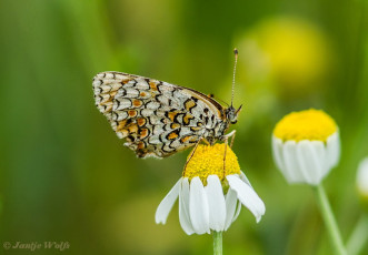 665.523- Knoopkruidparelmoervlinder - Melitaea phoebe