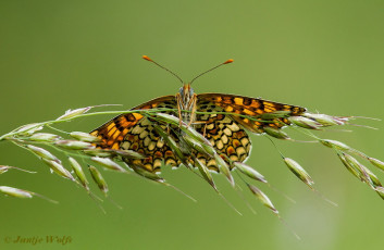 665.527- Knoopkruidparelmoervlinder - Melitaea phoebe