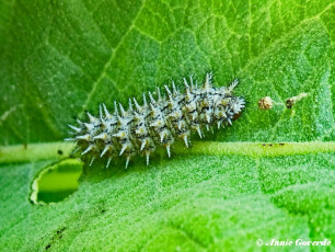 665.910- Toortsparelmoervlinder - Melitaea trivia