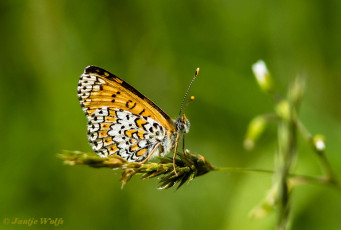 665.923- Toortsparelmoervlinder - Melitaea trivia