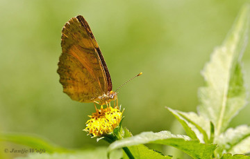 683.324-Black-borderd-tegosa-Tegosa-anieta