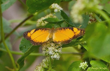 683.330A-Black-borderd-tegosa-Tegosa-anieta