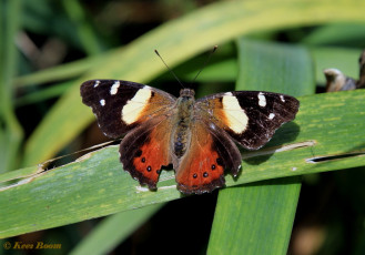 685.930- Yellow Admiral - Vanessa itea