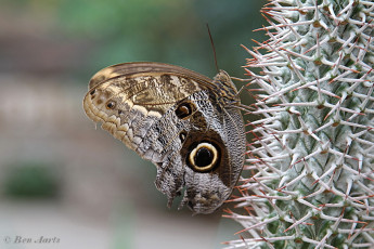 698.110- Forest giant owl - Caligo eurilochus