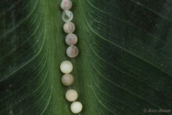 698.703-Uilvlinder-of-Giant-owl-Caligo-memnon