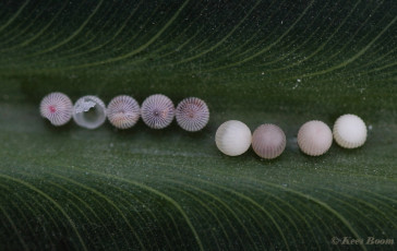 698.704-Uilvlinder-of-Giant-owl-Caligo-memnon