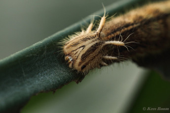 698.708-Uilvlinder-of-Giant-owl-Caligo-memnon