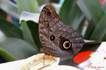 698.716-Uilvlinder-of-Giant-owl-Caligo-memnon