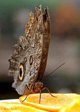 698.717-Uilvlinder-of-Giant-owl-Caligo-memnon