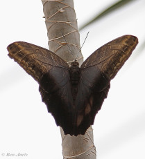 698.725-Uilvlinder-of-Giant-owl-Caligo-memnon