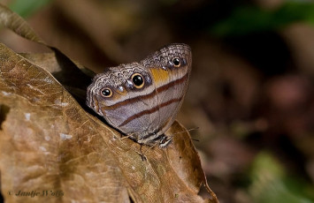 703.210-Penelopes-ringlet-Cissia-penelope