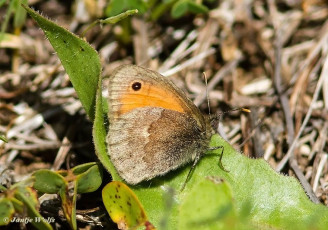 709.917-Hooibeestje-Coenonympha-pamphilus