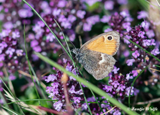 709.918-Hooibeestje-Coenonympha-pamphilus