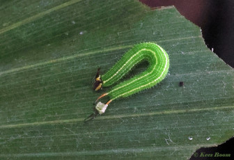 714.350-Common-Palmfly-Elymnias-hypermnestra