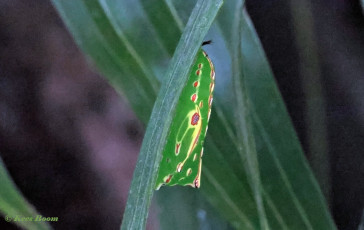 714.365-Common-Palmfly-Elymnias-hypermnestra