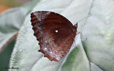 714.380A-Common-Palmfly-Elymnias-hypermnestra