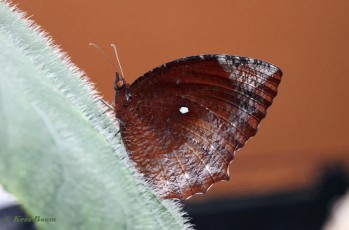 714.380B-Common-Palmfly-Elymnias-hypermnestra