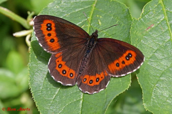 723.915-Boserebia-Erebia-ligea