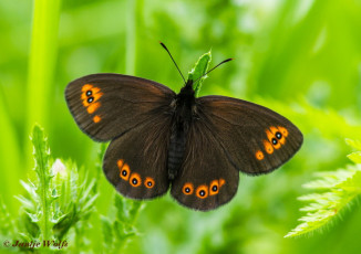 724.730- Voorjaarserebia - Erebia medusa