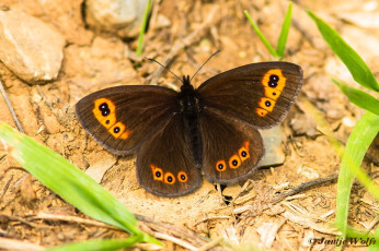 724.740- Voorjaarserebia - Erebia medusa