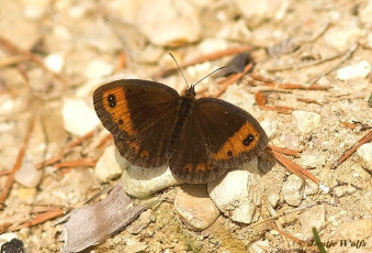 727.115-Herfsterebia-Erebia-neoridas