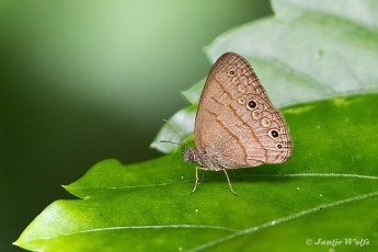 739.215-Carolina-satyr-Hermeuptychia-sosybius