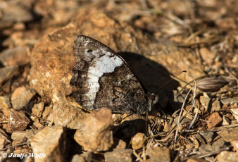 744.342- Kleine boswachter - Hipparchia alcyone