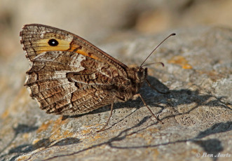 745.120- Vermoedelijk Siciliaanse heivlinder - Hipparchia blachieri